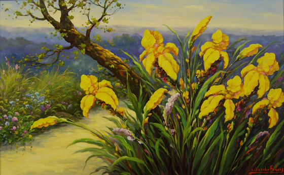 Iris gialli